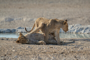 Lions in BWA