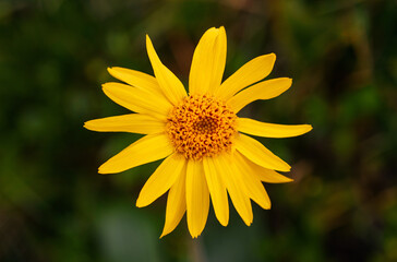 Arnica montana flower