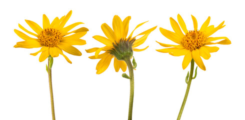 Arnica montana  flowers