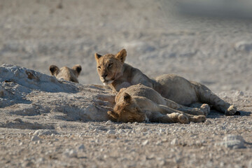 Lions in BWA