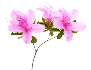 Fototapeten Azalee Pink Azalea flowers  © Scisetti Alfio
