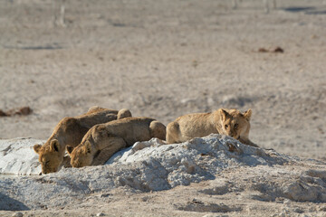 Lions in BWA