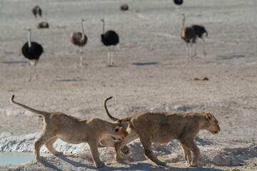 Lions in BWA