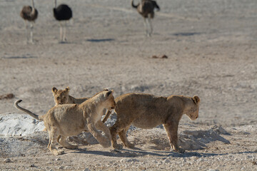 Lions in BWA