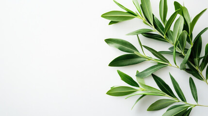 Olive tree twig with lush green leaves spread out on a clean white background, highlighting the beauty of nature