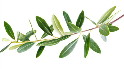 Olive twig with bright, fresh green leaves isolated on white, ideal for organic and natural-themed projects