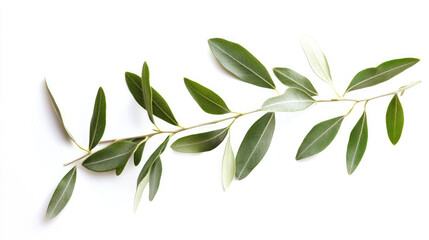 Olive twig with crisp, green leaves isolated on a pure white background, ideal for organic-themed visuals