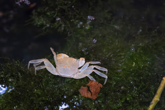 カニの脱皮後の抜け殻