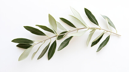 Fototapeta premium Twig of an olive tree with fresh green leaves isolated on white, showcasing simplicity and elegance