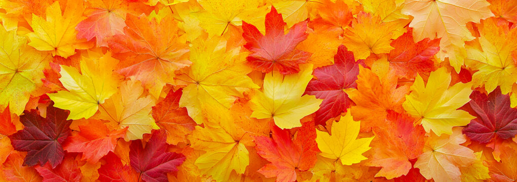 Un fondo de hojas de oto&ntilde;o de colores. Las hojas est&aacute;n dispuestas horizontalmente y tienen diferentes tonos, desde el amarillo hasta el naranja, lo que crea un efecto art&iacute;stico que las complementa bie