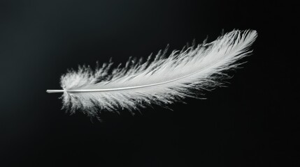 Obraz premium A single feather floating in mid-air, softly lit, with the delicate details of the feather's barbs in sharp focus.