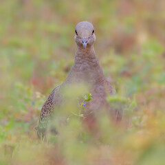 Turtle dove hiding in the grass