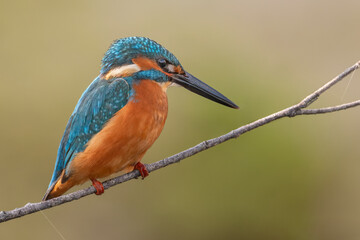 Common kingfisher