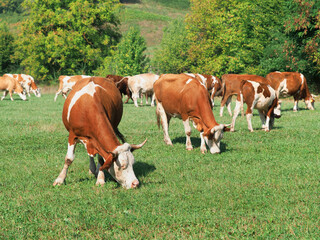 Cows grazing on a green grass meadow in summer