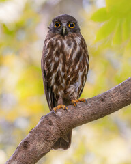 Brown hawk owl