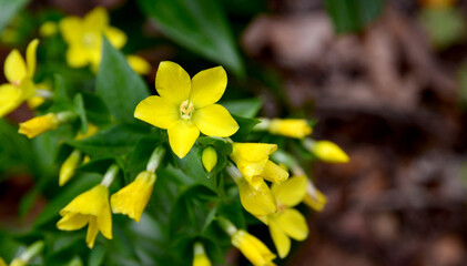Ixanthus viscosus with yellow flowers is a plant genus in the family Gentianaceae, endemic to...