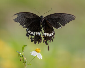 Common mormon front on in flight