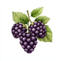 Fototapeta premium A single cute boho rustic swirl of blackberry and vanilla, watercolor illustration, clipart, isolated on pure white background