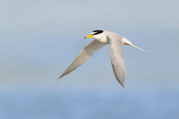 Little tern in flight