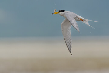 Little tern with fish