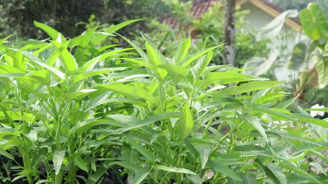 Water spinach (Kangkung) is a plant that is included in the vegetable category and is grown as food.