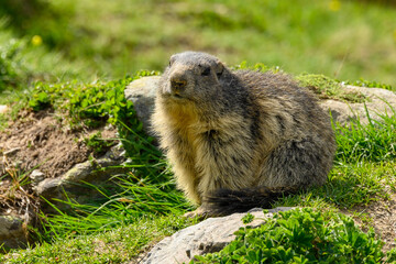 marmotte des alpes