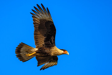 Crested caracara (Caracara plancus, also known as the Mexican eagle) in flight, Cuba, Trinidad. Selective focus on bird's eye