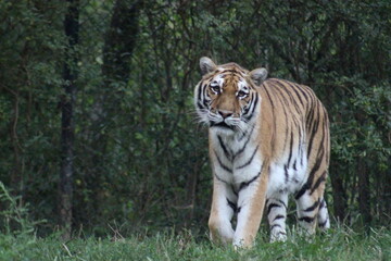 Tiger at the Pittsburgh Zoo