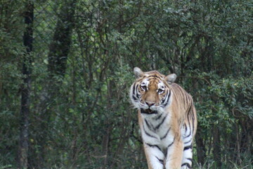 Tiger at the Pittsburgh Zoo