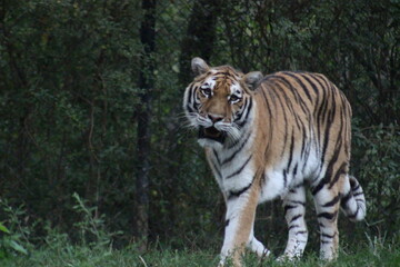 Tiger at the Pittsburgh Zoo