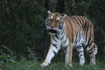 Tiger at the Pittsburgh Zoo