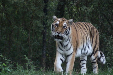 Tiger at the Pittsburgh Zoo