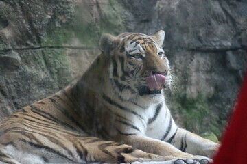 Tiger at the Pittsburgh Zoo