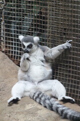 Lemur at the Pittsburgh zoo © Kelly