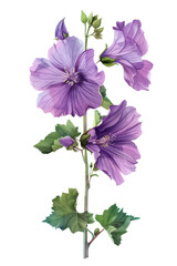 A illustration of vibrant Mallow flowers with lush green leaves, perfect for floral themes and nature designs, watercolor art, transparent background