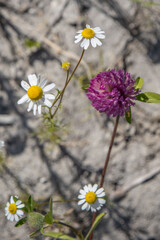 blooming pink clover and daisies