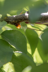 Resin on a tree branch