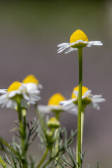 chamomile flowers in the meadow