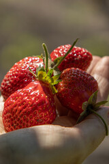 ripe strawberries on the palm