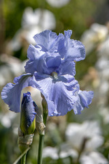 Blue iris blooms
