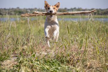 Jack Russell dog plays with a stick in the grass