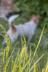 Jack Russell dog playing in the grass