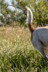 Jack Russell dog playing in the grass