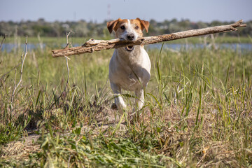 Jack Russell dog plays with a stick in the grass