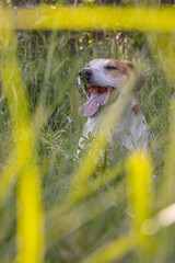 Jack Russell dog playing in the grass