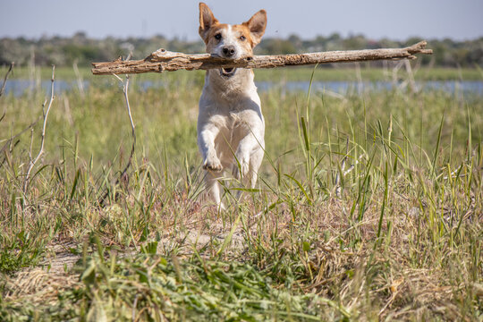 Jack Russell dog plays with a stick in the grass