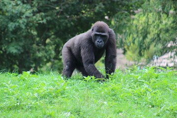 Naklejka premium Gorillas and baby at Pittsburgh Zoo