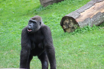 Gorillas and baby at Pittsburgh Zoo