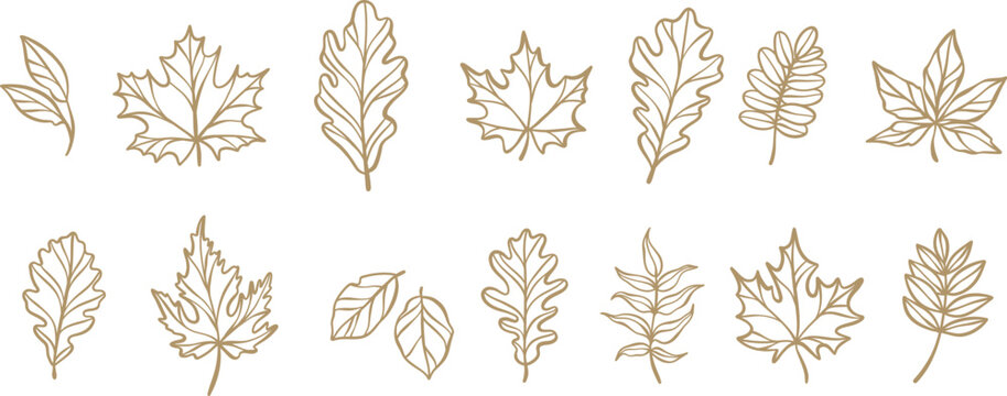 Autumn leaf line art illustration, hand drawn doodle leaves clip art set