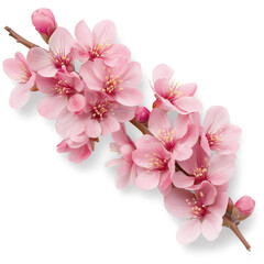 Naklejka premium Redbud Isolated